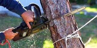 How Our Tree Care Process Works  in  Mullens, WV