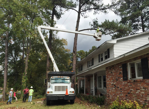 Trusted Mullens, WV Tree Removal Services Experts